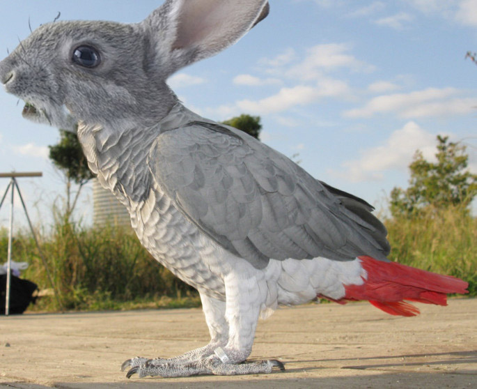 iimpossible rabbit-parrot